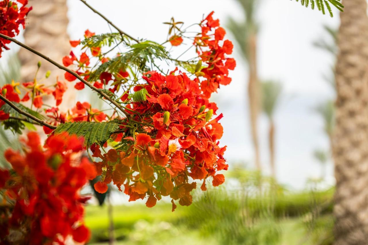 Four Seasons Resort Sharm El Sheikh Private Residential Villa & Chalet - Egypt Dış mekan fotoğraf
